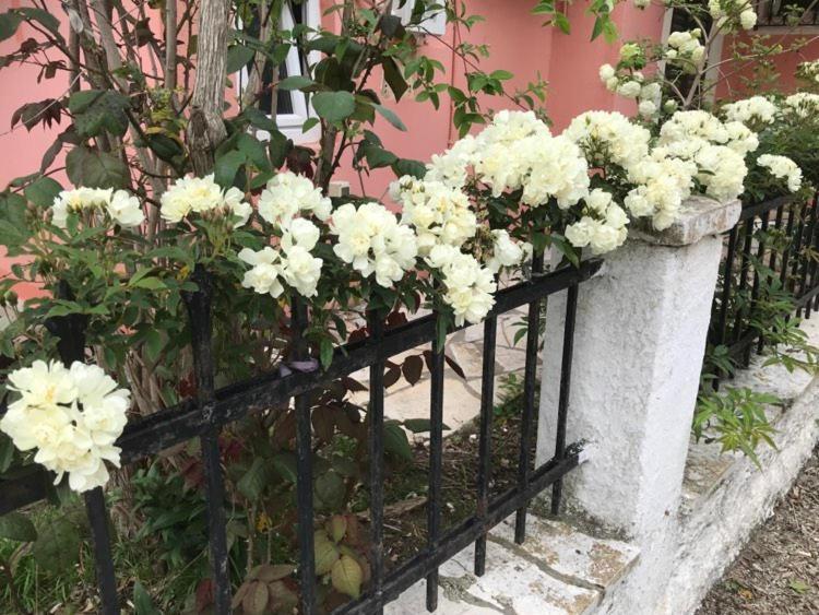 Marili Roda (Corfu)